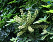 Schefflera heptaphylla L Frodin root stem leave traditional chinese herb E'zhang chai