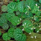 Saxifraga stolonifera Curtis saxifrage rockfoil whole plant traditional chinese herb Hu er cao
