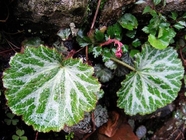 Saxifraga stolonifera Curtis saxifrage rockfoil whole plant traditional chinese herb Hu er cao