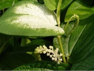 Chinese Lizardtail Rhizome Saururus chinensis Lour Baill Herb whole plant San bai cao