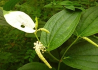 Chinese Lizardtail Rhizome Saururus chinensis Lour Baill Herb whole plant San bai cao