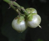 Saurauia tristyla DC root fruit natural health fruits Shui dong ge