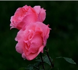 Chinese rose flos rosae sinensis Rosa chinensis Jacq flower natural medicine Yue ji hua