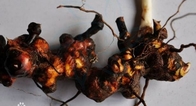 Chinaroot Greenbier Rhizome Smilax china l root chinese patented herb Ba qi