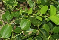 Chinaroot Greenbier Rhizome Smilax china l root chinese patented herb Ba qi