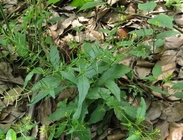 Rorippa indica L horse radish Nasturtium officinale whole plant medicinal herb Han cai