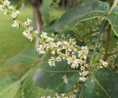 Rhus chinensis Mill Nutgall Tree leaf seed flower medicinal herb Yan fu mu