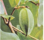 Chinese honeysuckle Quisqualis indica L the fruit of Rangoon creeper Shi jun zi