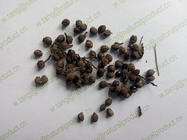 Radix zanthoxyli Zanthoxylum nitidum Roxb DC roots seeds Chinese herb TCM Liang mian zhen