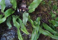Pyrrosia Leaf FOLIUM PYRROSIAE Pyrrosia lingua Thunb Farw whole plant Shi wei