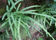 Pteris multifida Poir whole plant natural medicinal medicine Jing lan bian cao