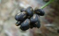 Malaytea Scurfpea Fruit Psoralea corylifolia L seed fructus psoraleae semen psorale chinese herb  Bu gu zhi