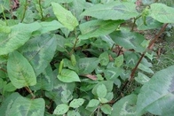 Polygonum chinense L Chinese Knotweed whole plant traditional chinese herb eastern medicine Huo tan mu