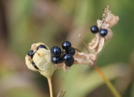 Belamcanda chinensis L Redouté blackberry lily root tuber Pardanthus Belamcanda sinens She gan