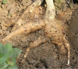 Pueraria lobata Willd Ohwi tuber root Radix Puerariae Lobed Kudzuvine Root Ge gen