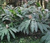 Alpinia oxyphylla Miq seed Semen amomi amari Sharpleaf Galangal Fruit medicinal material Yi zhi ren