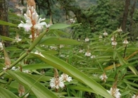 Alpinia oxyphylla Miq seed Semen amomi amari Sharpleaf Galangal Fruit medicinal material Yi zhi ren