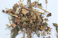 Herba Siegesbeckiae Sigesbeckia orientalis L whole plants traditional Chinese herb Xi xian cao