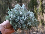 Capillary Wormwood Herb oriental wormwood capillary Artemisia capillaris Thunb whole plant Yin Chen Hao