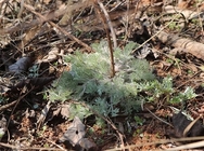 Capillary Wormwood Herb oriental wormwood capillary Artemisia capillaris Thunb whole plant Yin Chen Hao