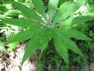 RHIZOMA ARISAEMATIS Arisaema heterophyllum Blume root for herb medicine Tian Nan Xing