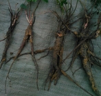 Garden Burnet Root Sanguisorba officinalis L RADIX SANGUISORBAE traditional chinese herb Di yu gen