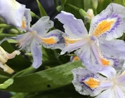 IIris japonica Thunb root Fringed Iris Herb seeds herbal medicine hu die hua