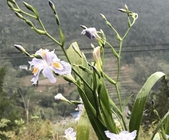 IIris japonica Thunb root Fringed Iris Herb seeds herbal medicine hu die hua