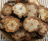 Sargentodoxa cuneata Oliv Rehder E H  Wilson stem traditional chinese herb  Da xue teng