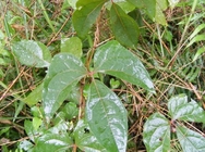 Sargentodoxa cuneata Oliv Rehder E H  Wilson stem traditional chinese herb  Da xue teng