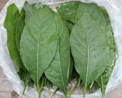Vernonia amygdalina Del dried leaf anti-tumor organic herbal medicine for cancer