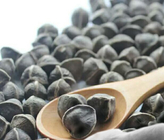 100% pure dried moringa fruit natural raw moringa tree seeds for planting
