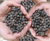 100% pure dried moringa fruit natural raw moringa tree seeds for planting