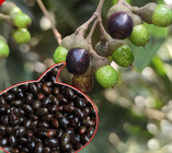 Natural mature scent fragrant Cinnamomum cassia fruit FRESH cinnamon tree seeds for planting