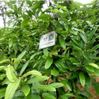 Natural mature scent fragrant Cinnamomum cassia fruit FRESH cinnamon tree seeds for planting