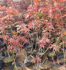 Natural mature loose raw acer palmatum seeds palmate smooth Japanese maple seed