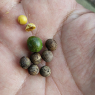 Good price evergreen raw mature dried Cinnamomum Camphora seed camphor tree seeds