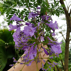 100% pure natural raw Jacaranda mimosifolia seed dried jacaranda tree seeds with purple flower