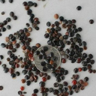 1kg High quality china native raw raisin tree seeds Hovenia dulcis seed for plantation