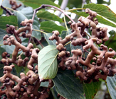 1kg High quality china native raw raisin tree seeds Hovenia dulcis seed for plantation