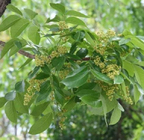 Natural mature raw Swietenia Mahagoni seeds best quality mahogany tree seed for planting
