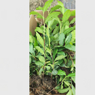 China fresh ripe raw green tea tree seeds cheap price Camellia sinensis seeds for sale