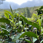 China fresh ripe raw green tea tree seeds cheap price Camellia sinensis seeds for sale