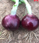 10g/bag Wholesale price round yellow white onion seeds hybrid f1 big red onion seed