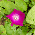 Mixed colors red white yellow pink purple Morning glories seed morning glory seeds for planting