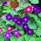 Mixed colors red white yellow pink purple Morning glories seed morning glory seeds for planting