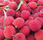 Yangmei high grade Myrica Rubra red chinese bayberry seed yumberry seeds for planting