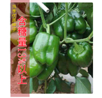 5g/bag Premium grade mature green pepper seed white hybrid sweet pepper seeds