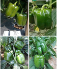 5g/bag Premium grade mature green pepper seed white hybrid sweet pepper seeds