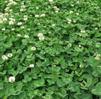 1kg real berseem clover seeds Wholesale price flower grass gardening loose white clover seed